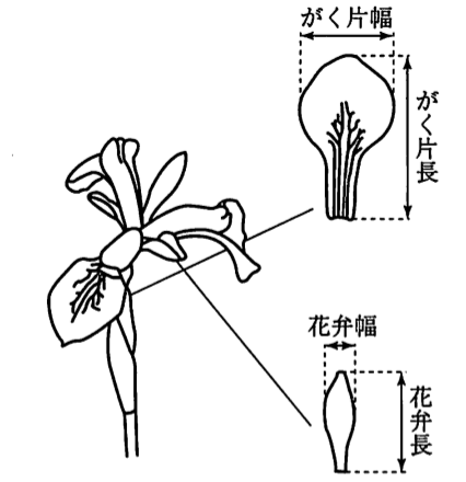 特徴抽出